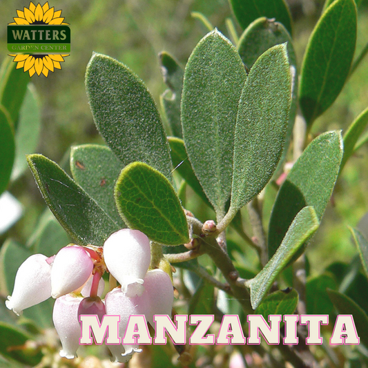 Manzanita Chieftain