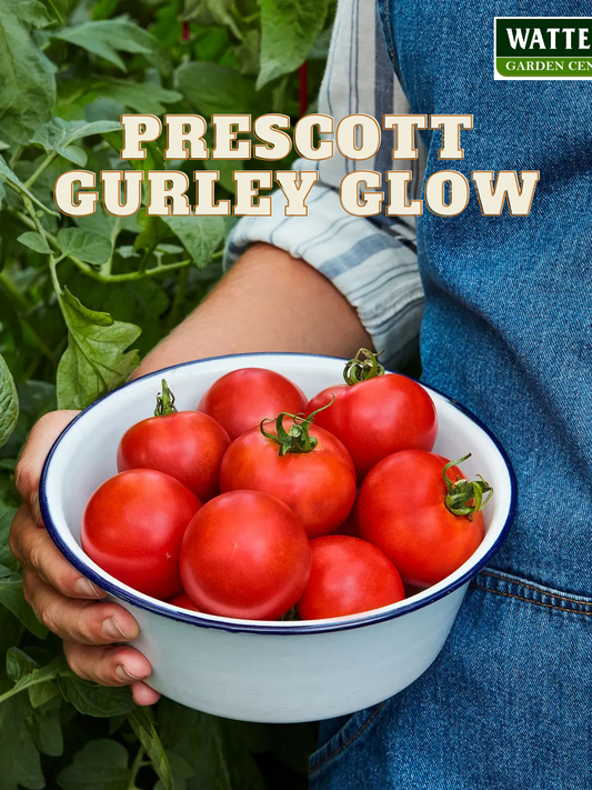 Prescott Gurley Glow Tomato - Pre Order