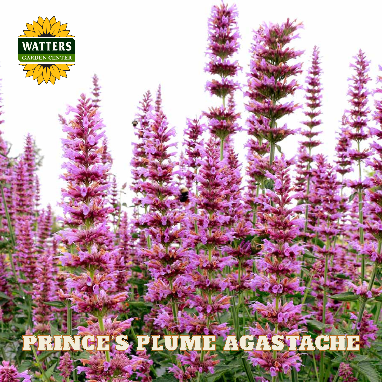 Pink flowers with Watters Garden Center logo and 'Prince's Plume Agastache' text.