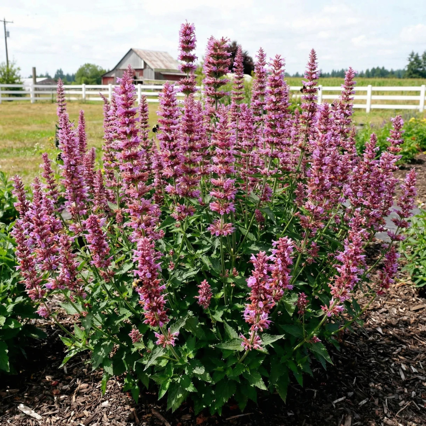 Buddleja plant with pink flowers in a garden setting