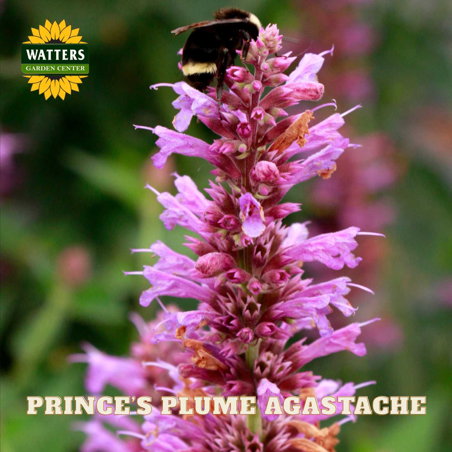 Pink flower with a bee on top, labeled 'Prince's Plume Agastache' with Watters Garden Center branding.