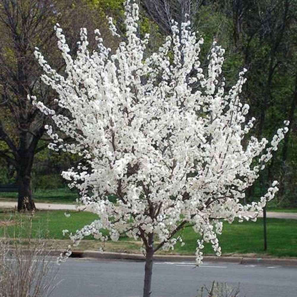 SANTA ROSA PLUM TREE 7gal