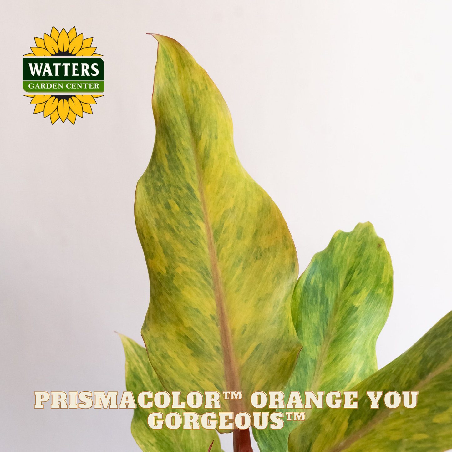 Green leafy plant with 'Watters Garden Center' logo and text on a light background