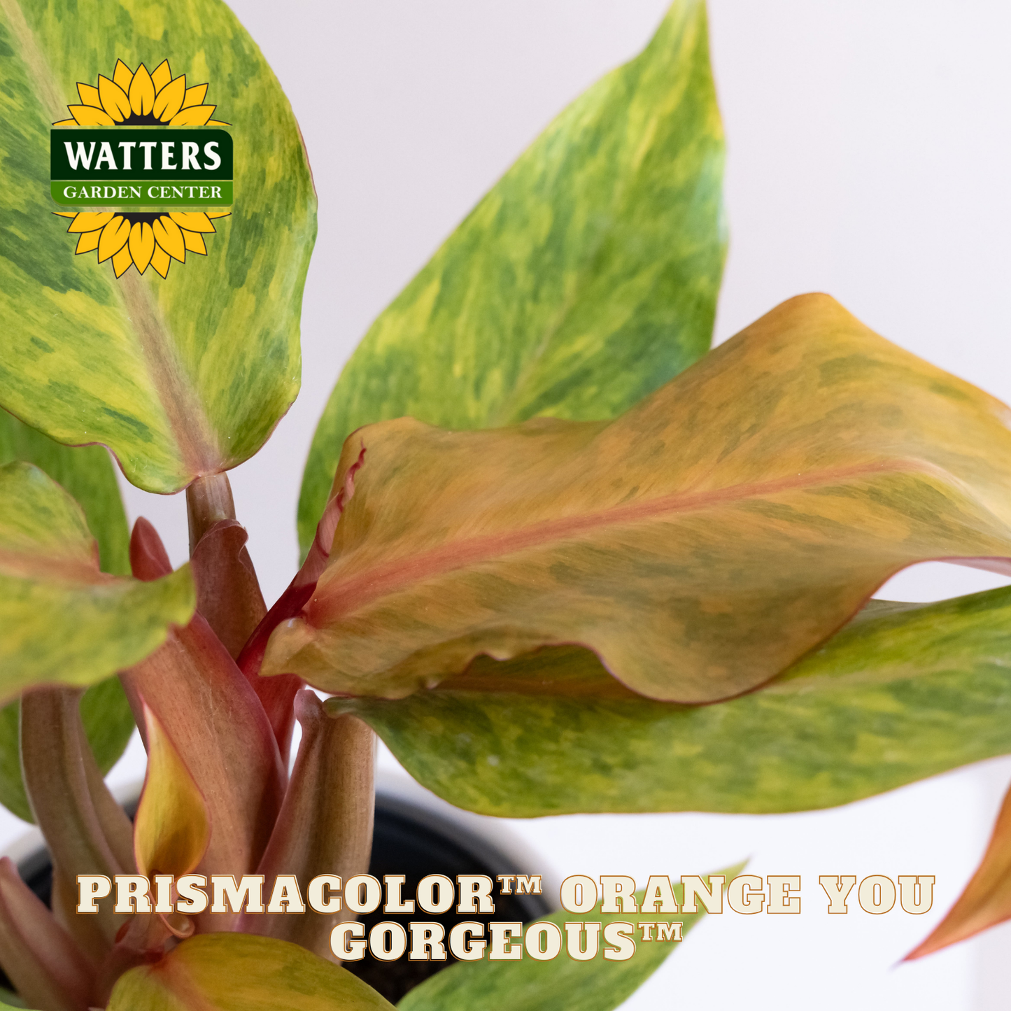Variegated leaf plant with Watters Garden Center branding and 'Prismacolor Orange You Gorgeous' text.