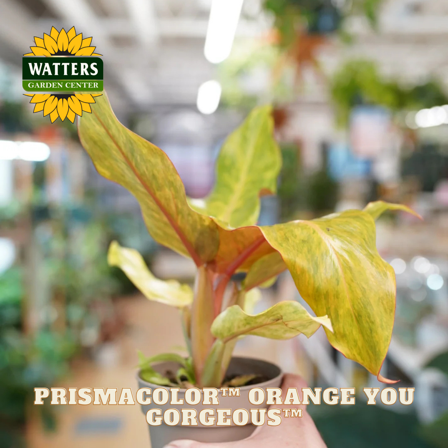 Potted plant with vibrant yellow and orange leaves in a garden center setting, featuring Watters Garden Center logo.