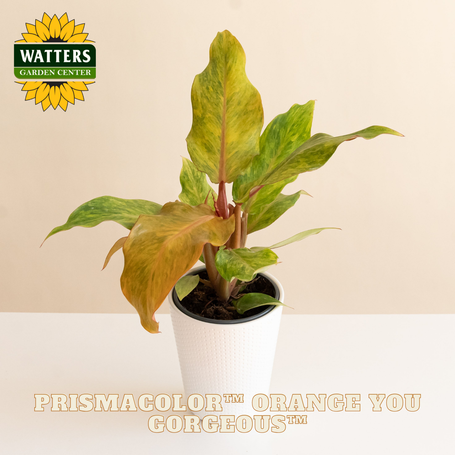 Potted plant with 'Watters Garden Center' logo and text on a beige background