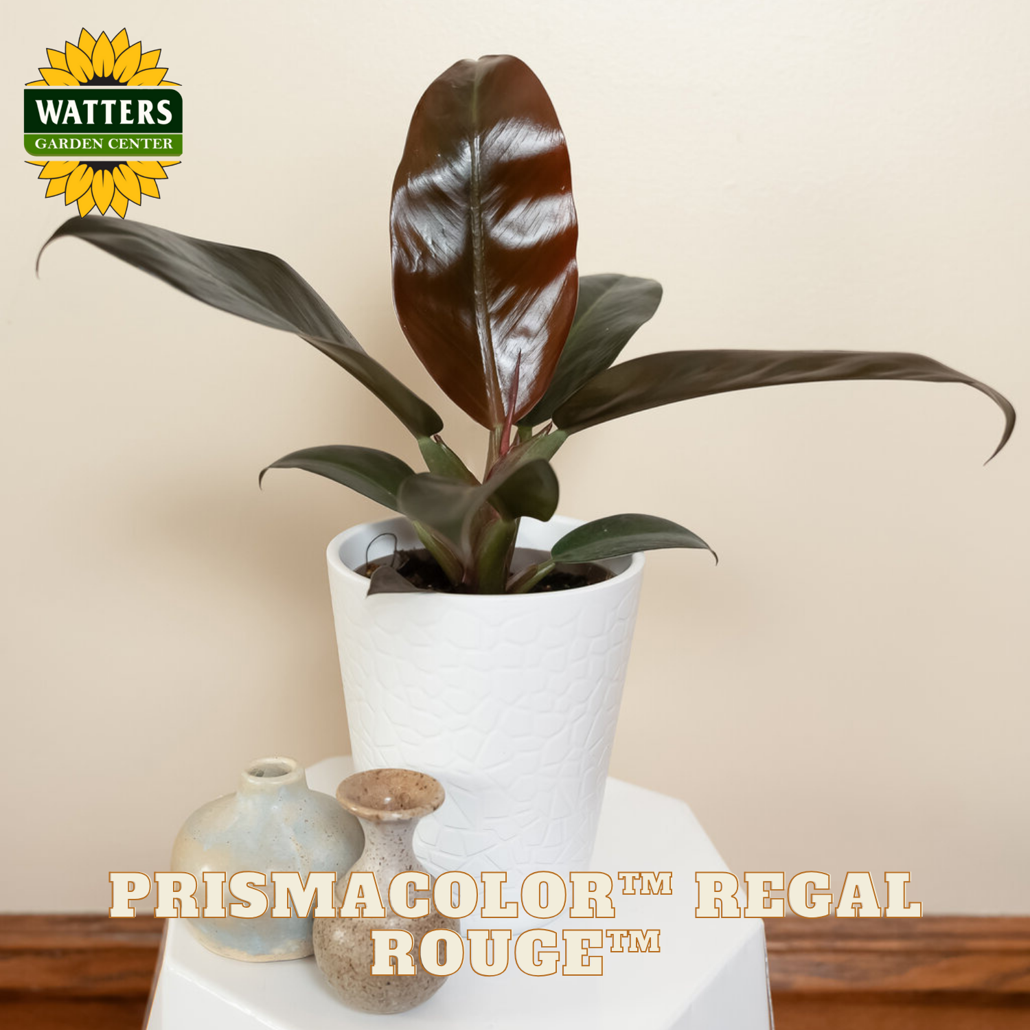 Potted plant with 'Watters Garden Center' logo and 'Prismacolor Regal Rouge' text on a neutral background
