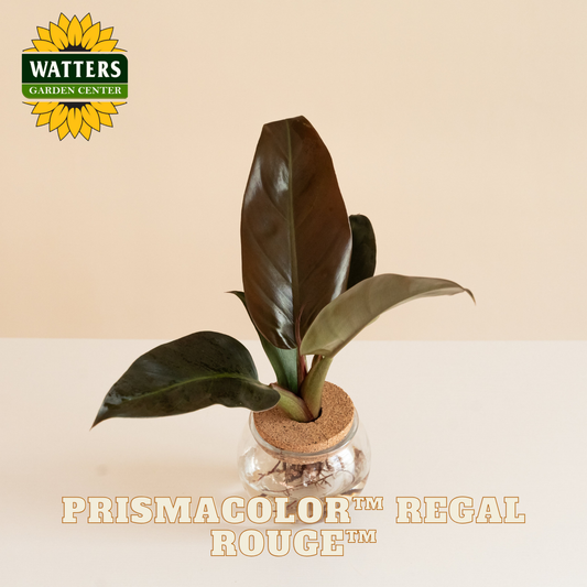 Potted plant with Watters Garden Center logo and 'Prismacolor Regal Rouge' text on a beige background
