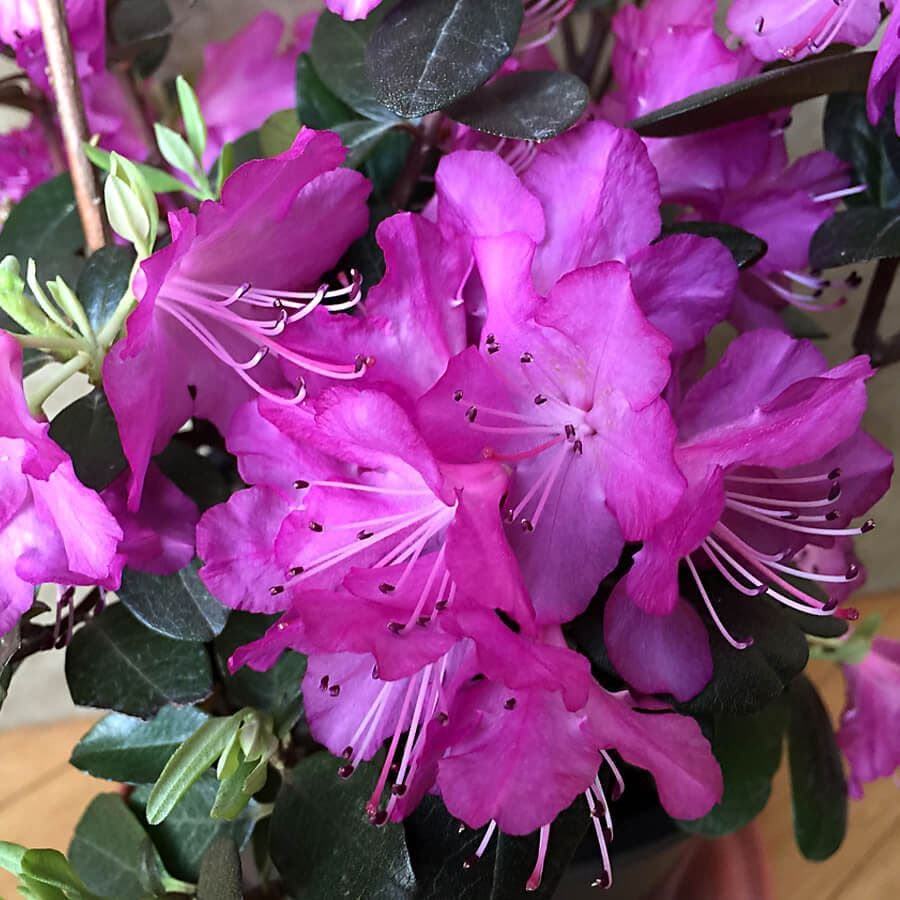 PJM Elite Rhododendron (RHODO. PJM ELITE) - 3 gallon 15"