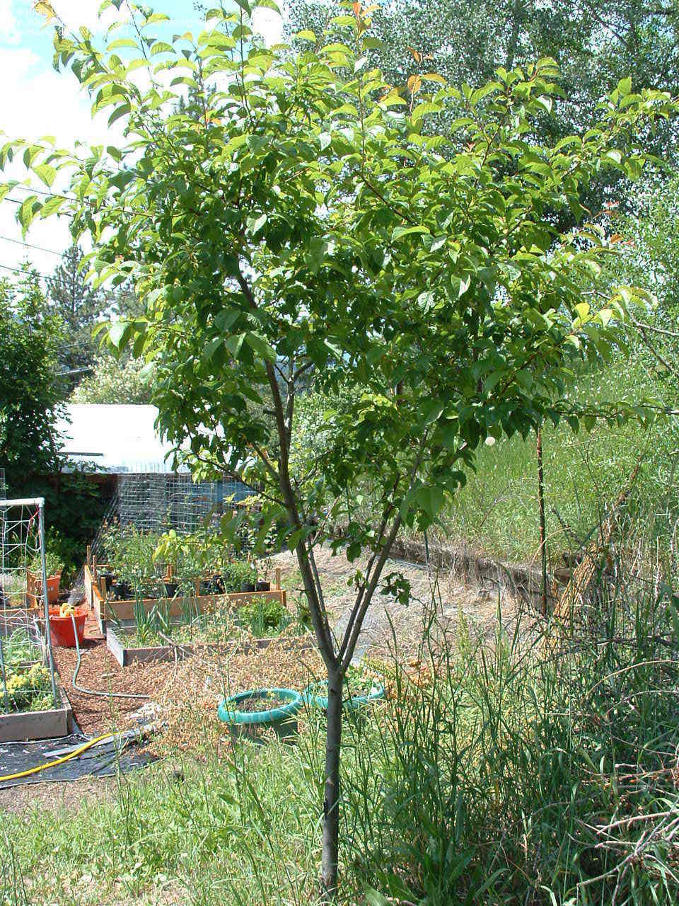 STANLEY PLUM TREE 7gal