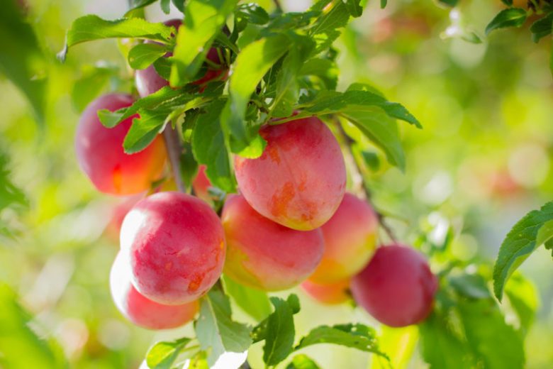 Burbank Plum Tree (PRUNUS FRUIT-S. BURBANK) - 5 gallon 60" TREE