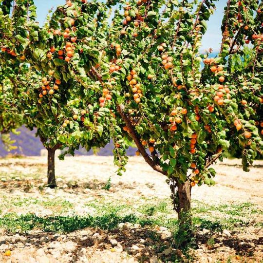 MOORPARK APRICOT TREE 7gal