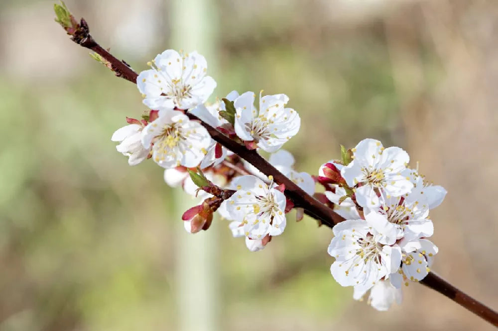 MORMON CHINESE APRICOT TREE 7gal