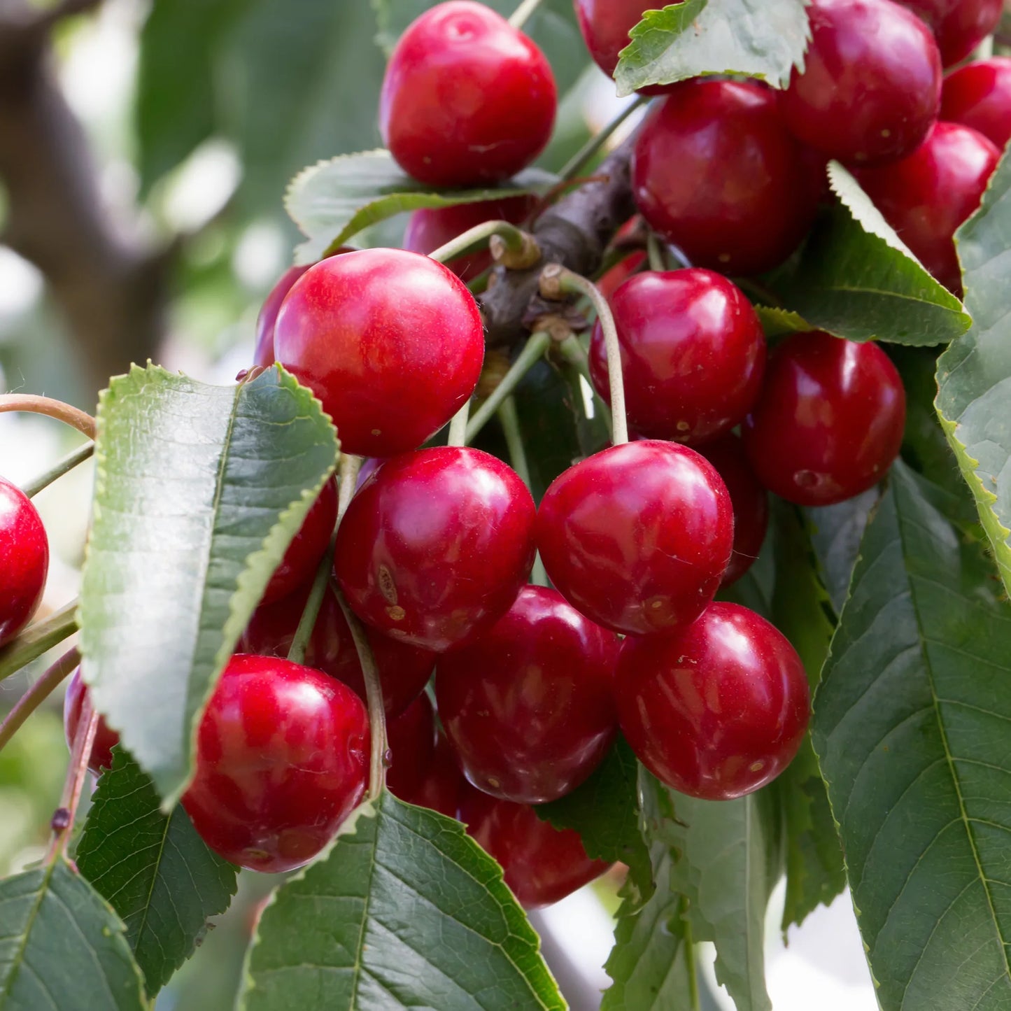 VAN CHERRY TREE 7gal