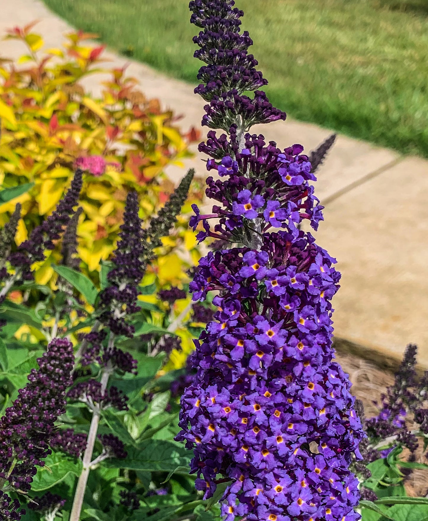 PUGSTER BLUE BUTTERFLY BUSH 3gal