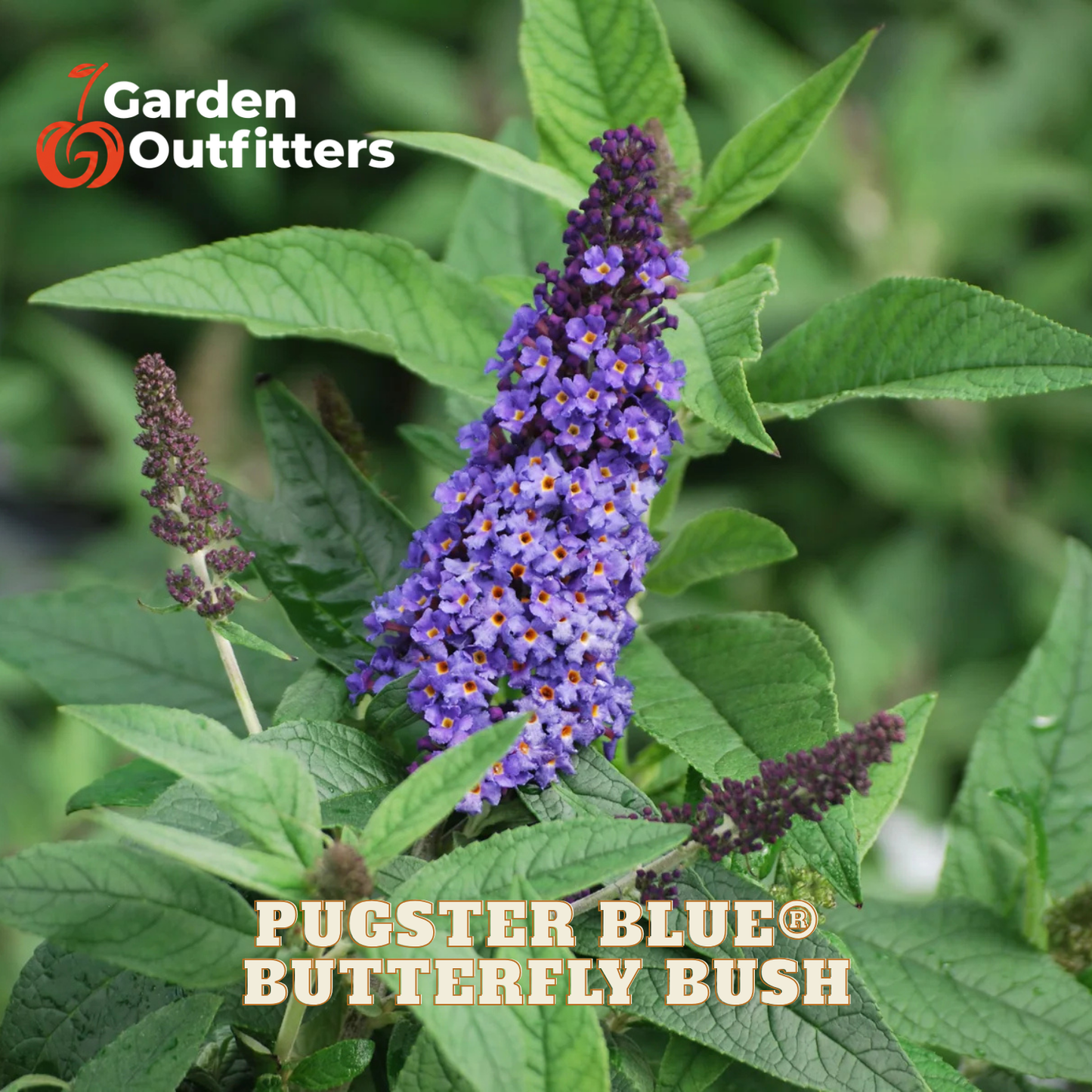 Purple butterfly bush flower spikes with green leaves, shown in a garden-style close-up. Text overlays read 'Garden Outfitters' and 'PUGSTER BLUE® BUTTERFLY BUSH'.