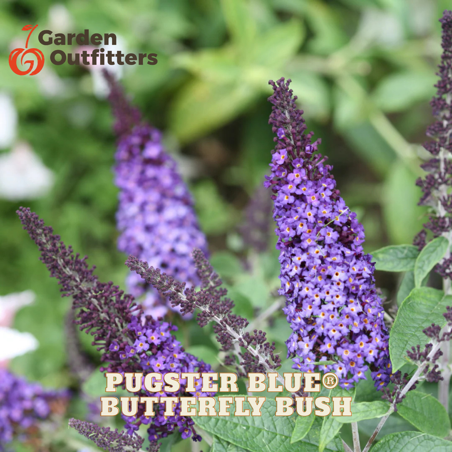 Purple butterfly bush flower spikes with green leaves, shown in a garden-style close-up. The text 'Pugster Blue Butterfly Bush' appears at the bottom, and the 'Garden Outfitters' logo appears in the top left corner.