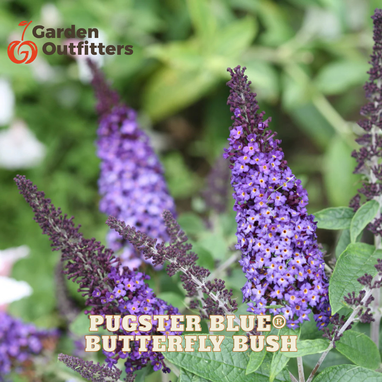 Purple butterfly bush flower spikes with green leaves, shown in a garden-style close-up. The text 'Pugster Blue Butterfly Bush' appears at the bottom, and the 'Garden Outfitters' logo appears in the top left corner.