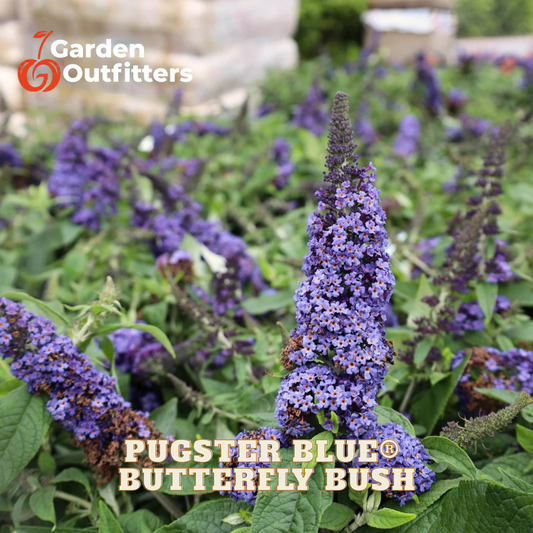 Purple butterfly bush flower spikes with green leaves, shown in a garden setting with the text 'Pugster Blue Butterfly Bush' and a Garden Outfitters logo.