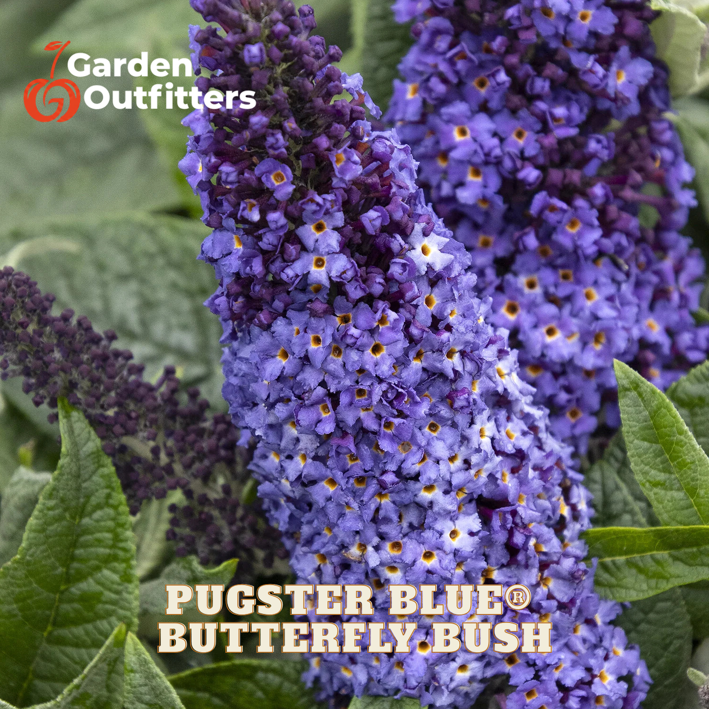 Close-up of purple butterfly bush flowers with green leaves and text reading 'Garden Outfitters' and 'PUGSTER BLUE® BUTTERFLY BUSH'.