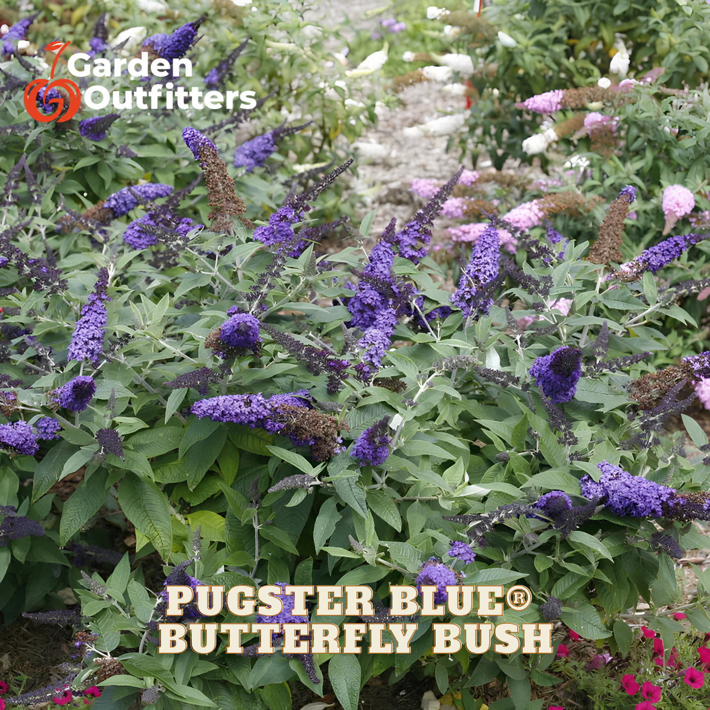 Purple butterfly bush flowers blooming in a garden bed with green leaves, featuring 'Garden Outfitters' logo in the top left and 'PUGSTER BLUE® BUTTERFLY BUSH' text overlay at the bottom.