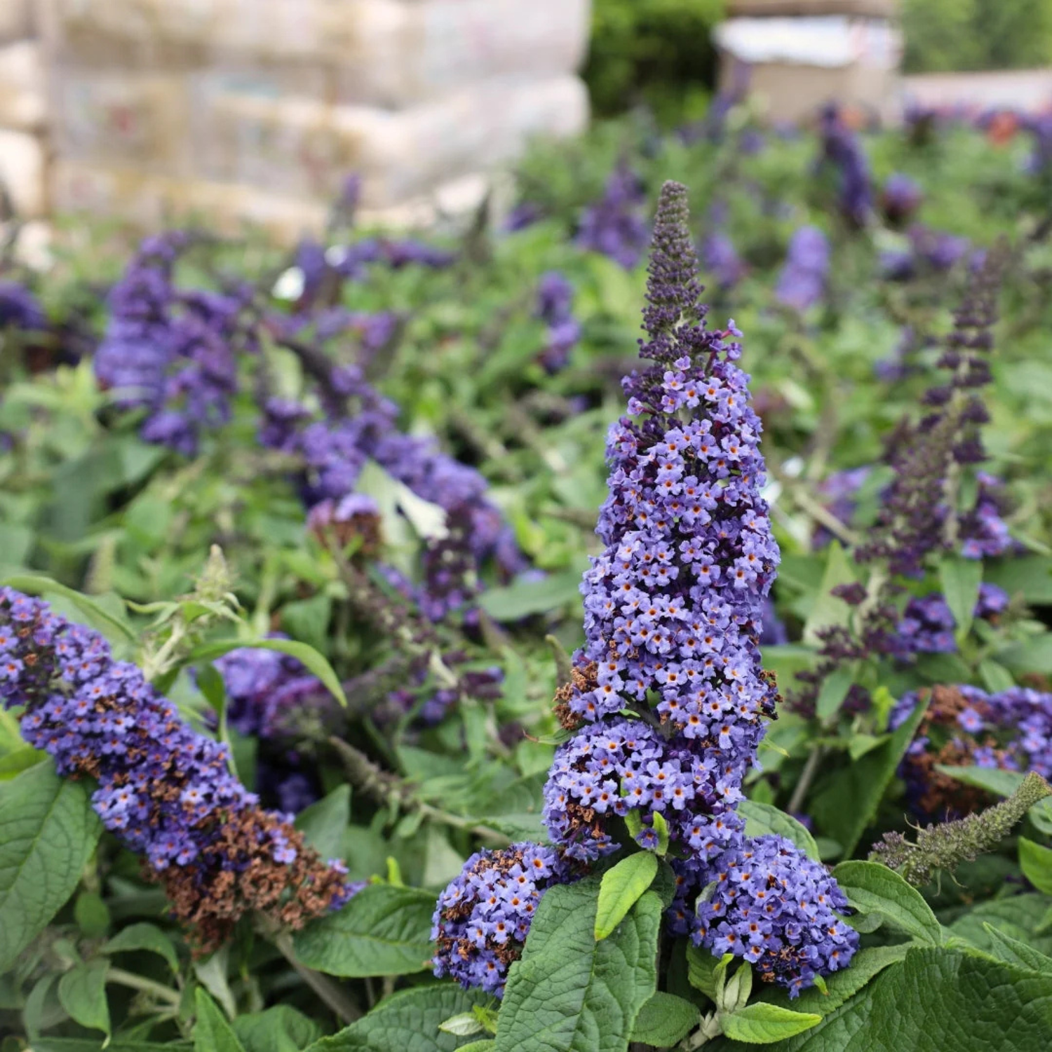 Purple butterfly bush flower spikes blooming among green leaves in a garden setting.