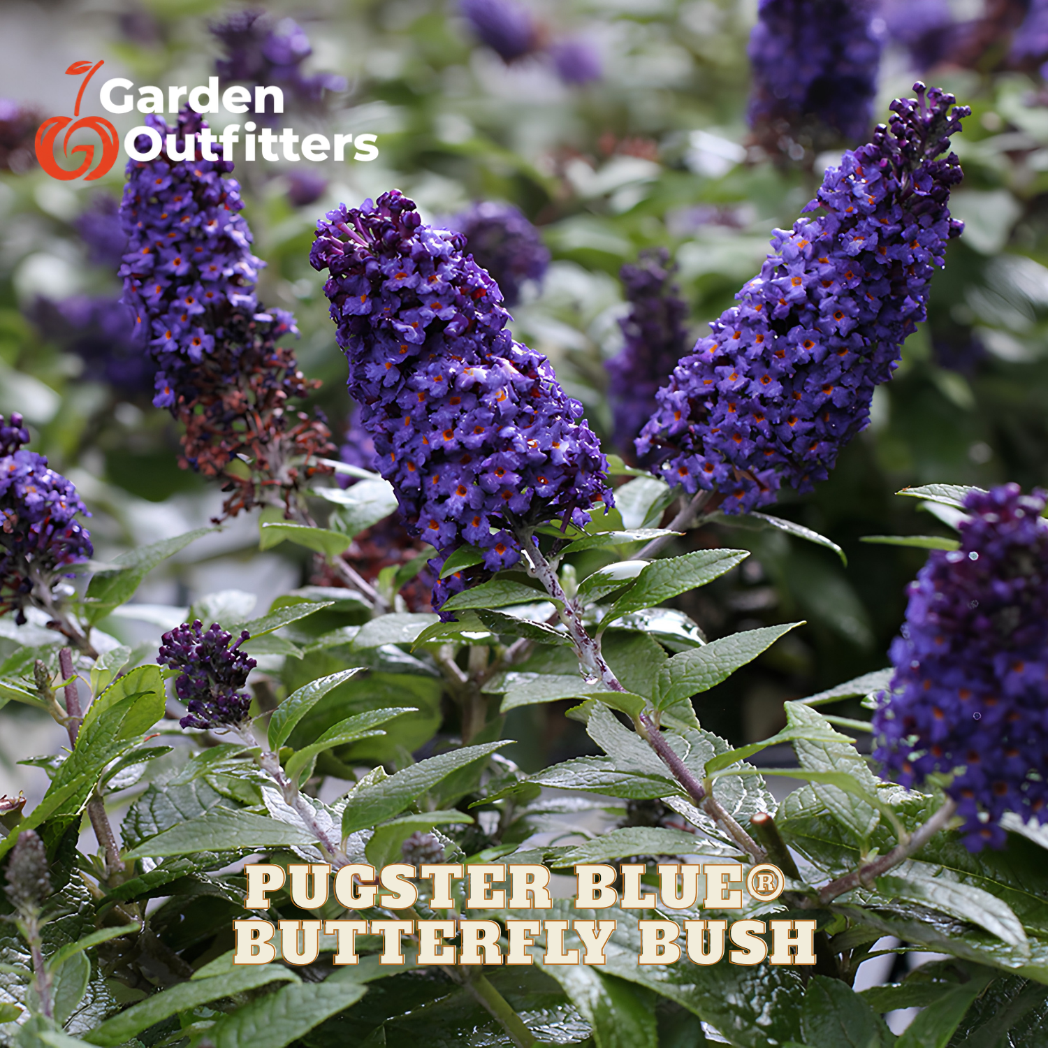 Purple butterfly bush flowers with green leaves, shown in a garden-style close-up with Garden Outfitters branding and the text 'PUGSTER BLUE BUTTERFLY BUSH' overlaid.