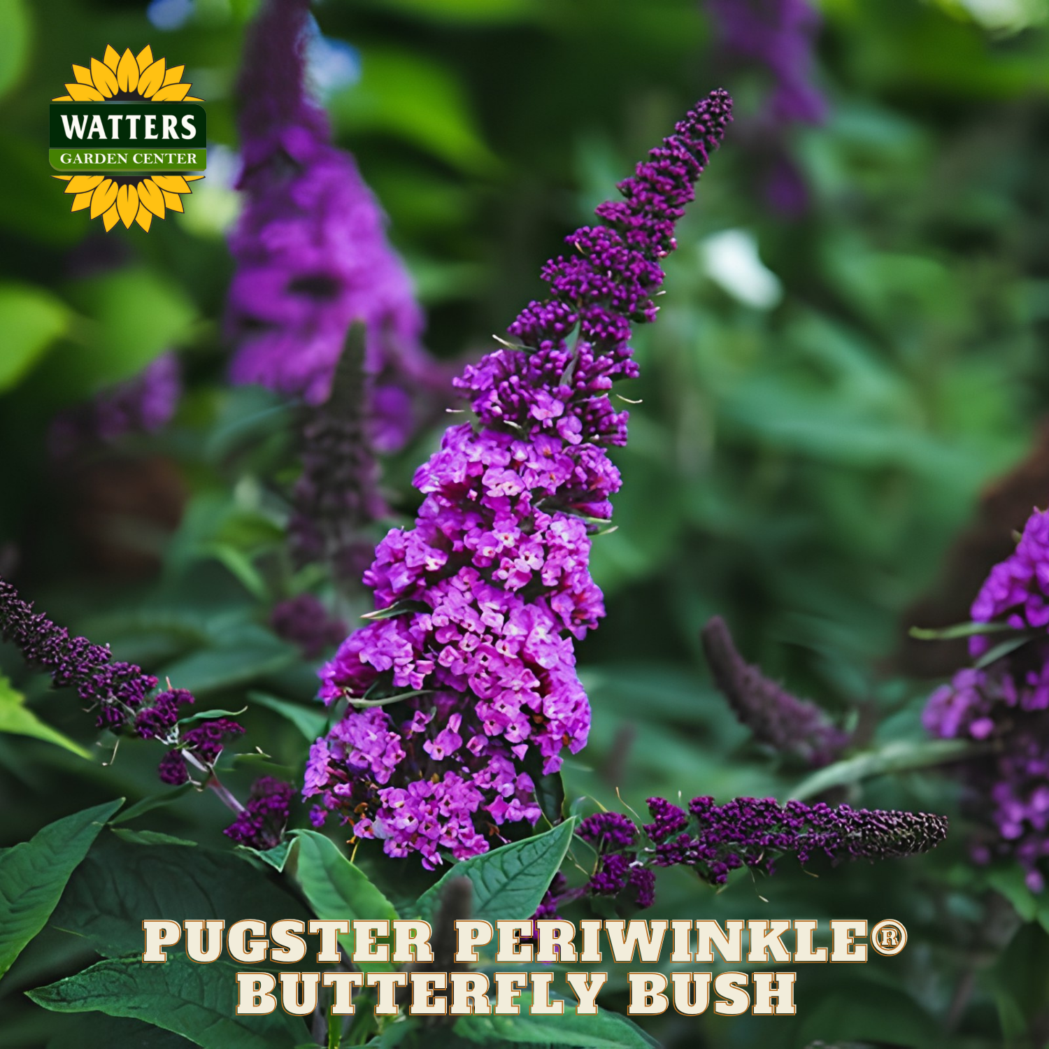 Purple butterfly bush with Watters Garden Center branding