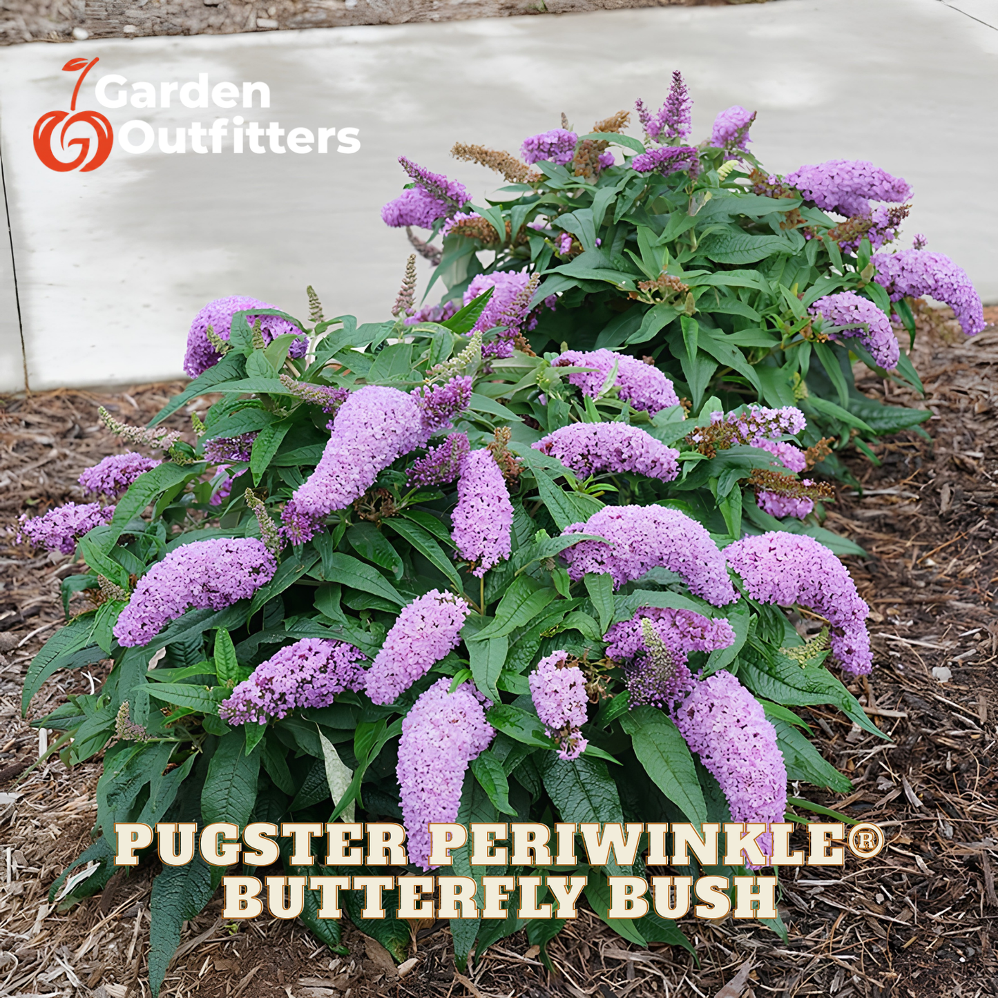 A live butterfly bush, identified as Pugster Periwinkle, planted in a garden bed with mulch. The plant features dense clusters of light purple flower spikes and green leaves.