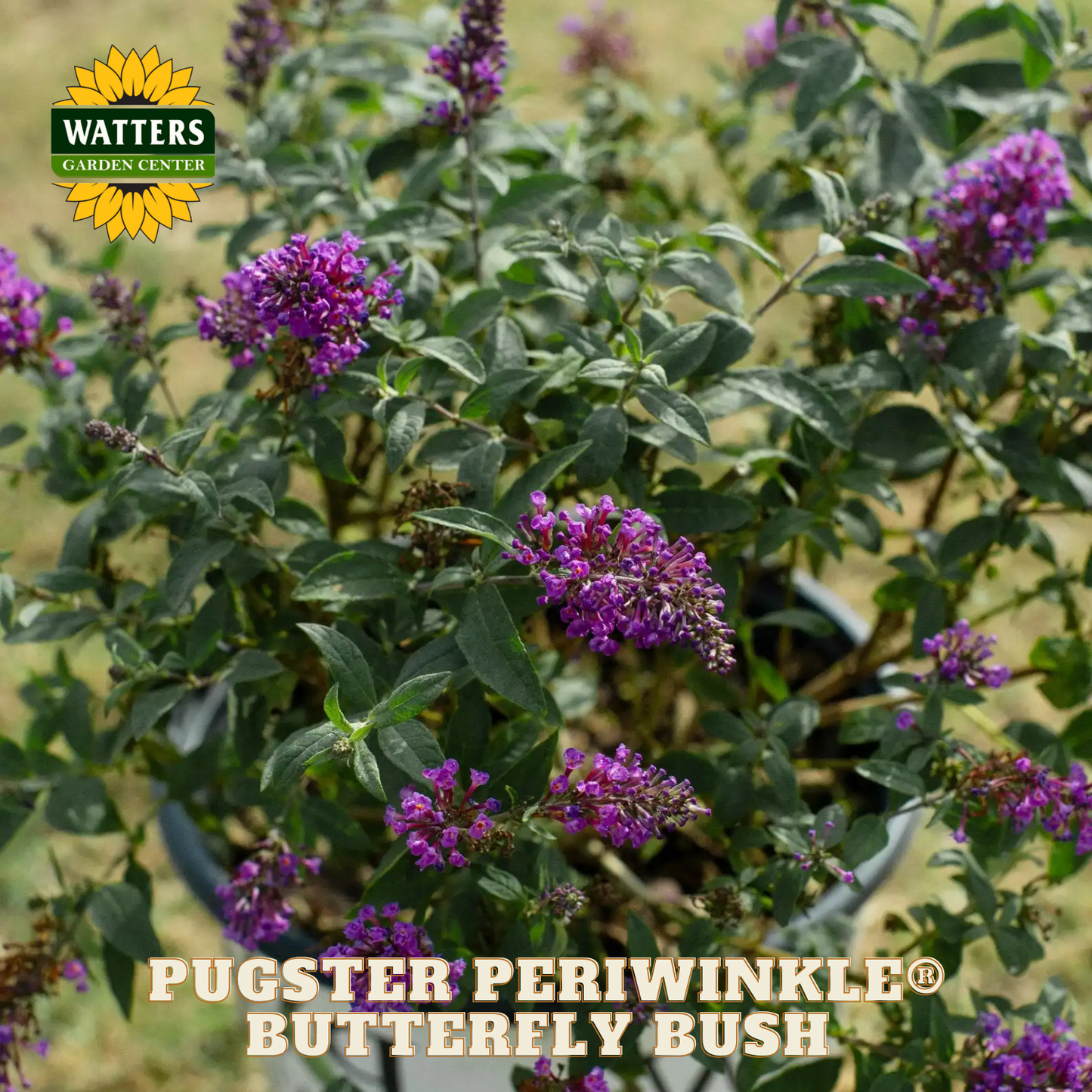 Purple butterfly bush with green leaves and Watters Garden Center logo.