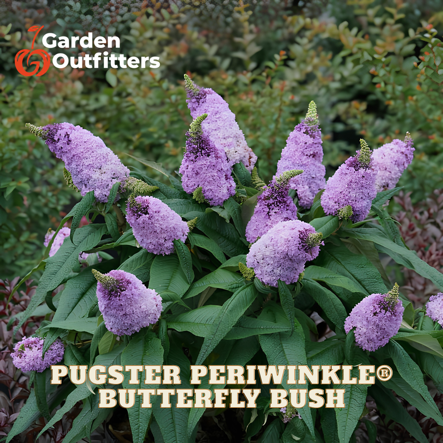 Purple butterfly bush flowers with green leaves, shown in a garden-style setting with text reading 'Garden Outfitters' and 'PUGSTER PERIWINKLE BUTTERFLY BUSH'.