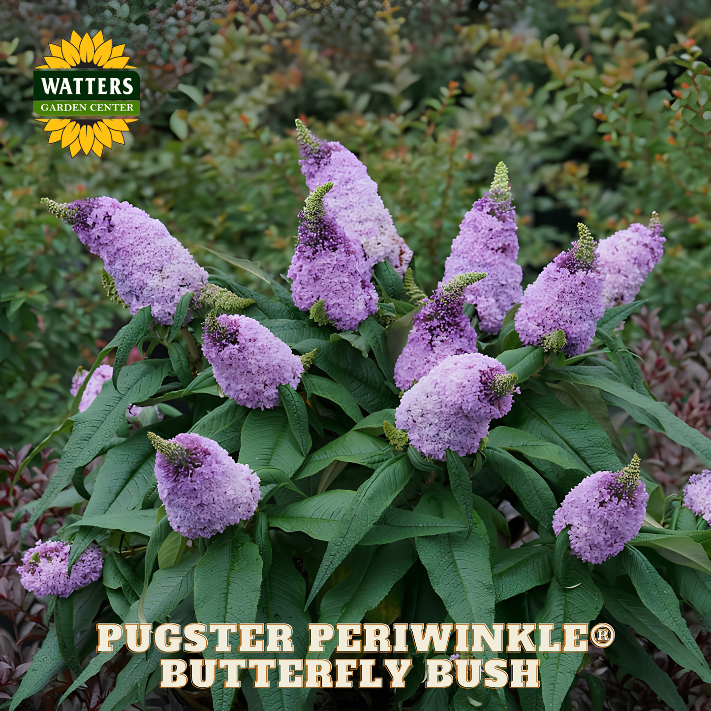 Purple butterfly bush with green leaves and Watters Garden Center branding.