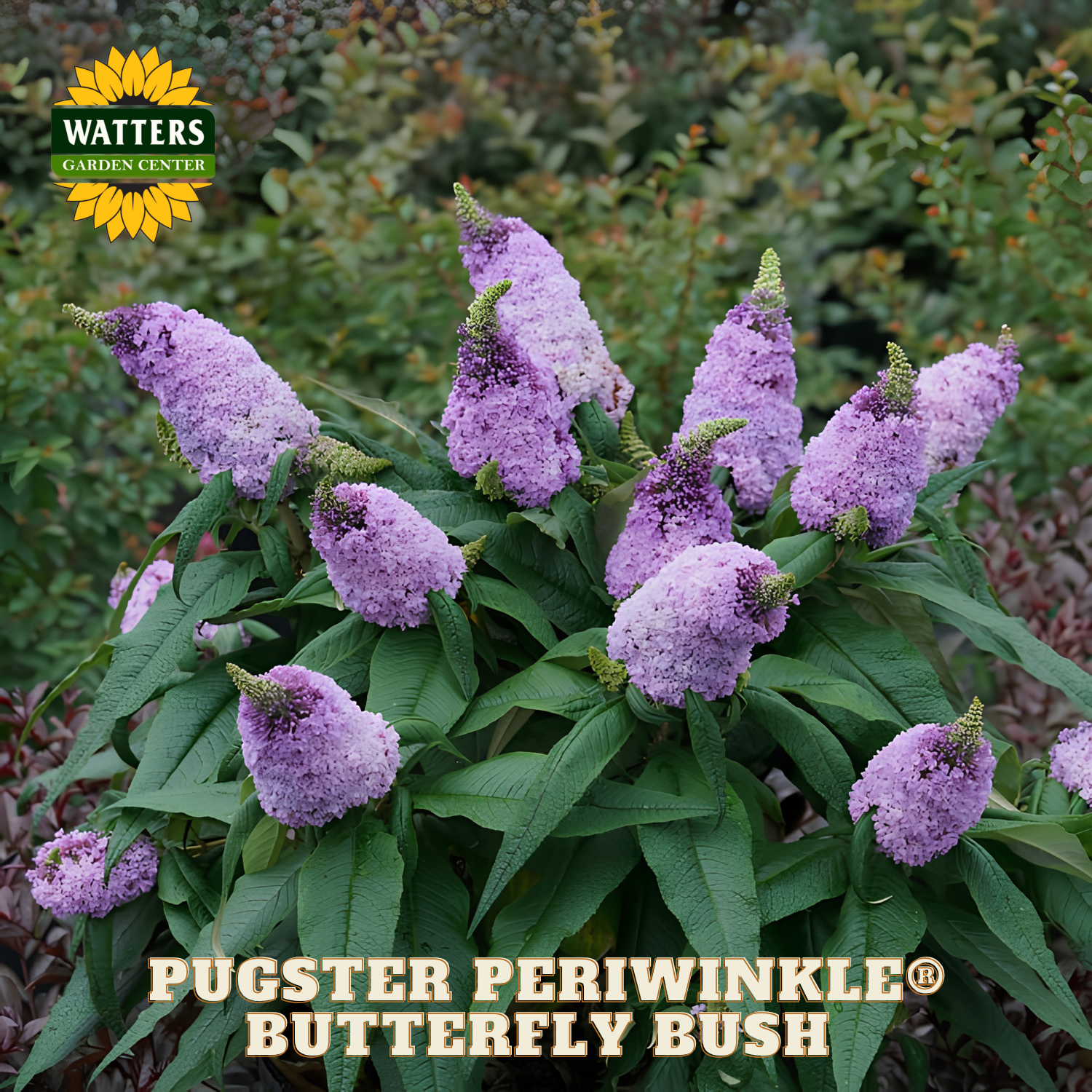 Purple butterfly bush with green leaves and Watters Garden Center branding.