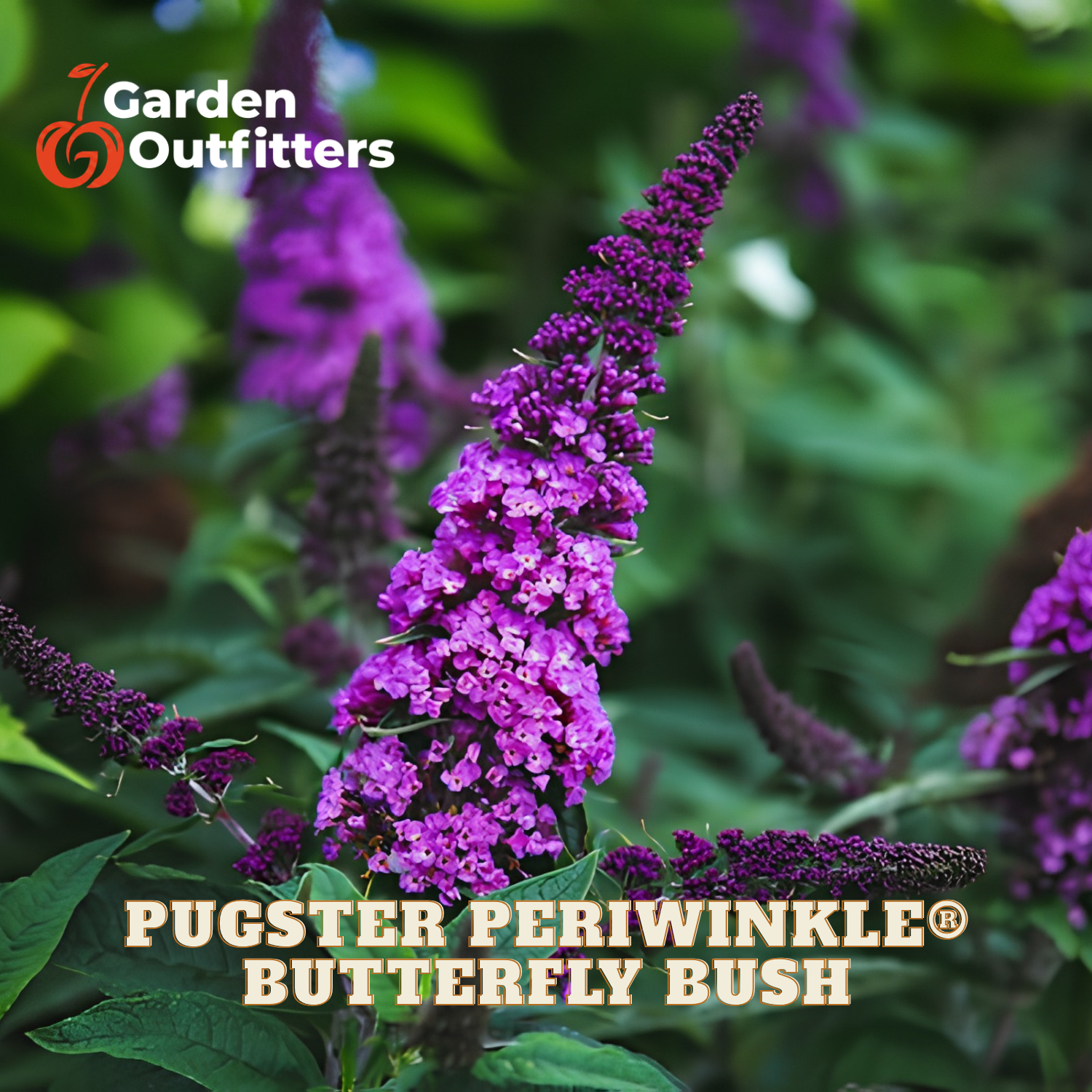 Purple butterfly bush flower spikes in a garden setting with green foliage, featuring the Garden Outfitters logo and 'PUGSTER PERIWINKLE BUTTERFLY BUSH' text overlays.