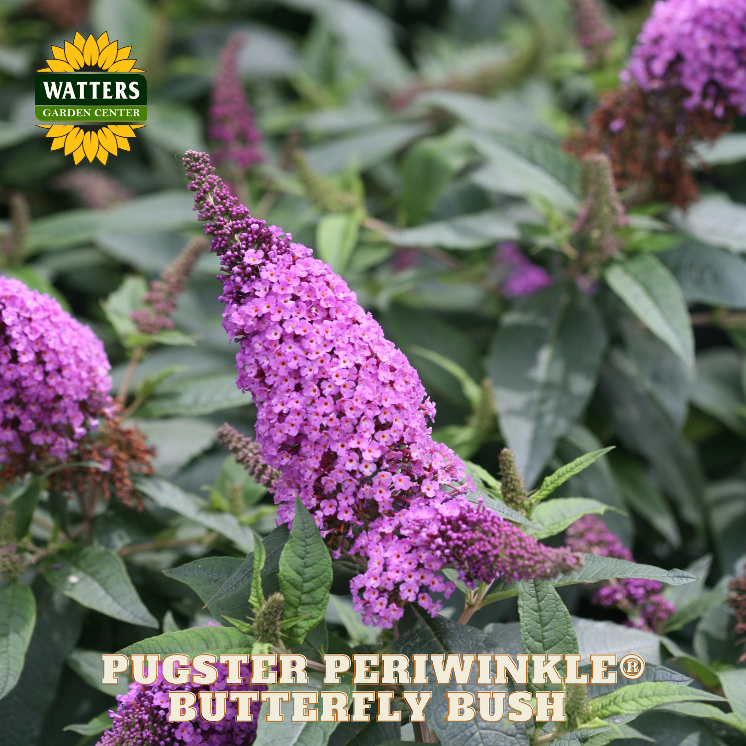 Purple butterfly bush with green leaves and Watters Garden Center branding.