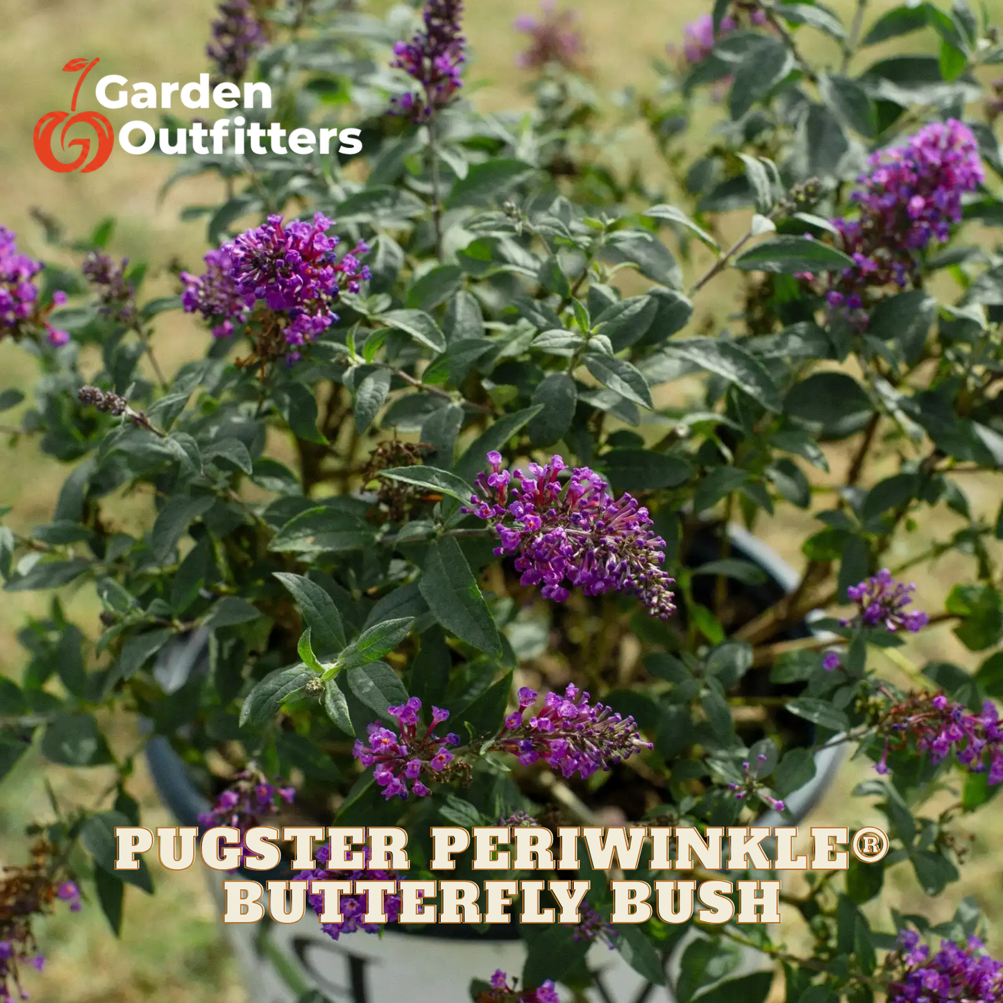 A potted butterfly bush with clusters of small purple flowers and green leaves, shown outdoors with Garden Outfitters branding and the text 'PUGSTER PERIWINKLE BUTTERFLY BUSH' overlaid.