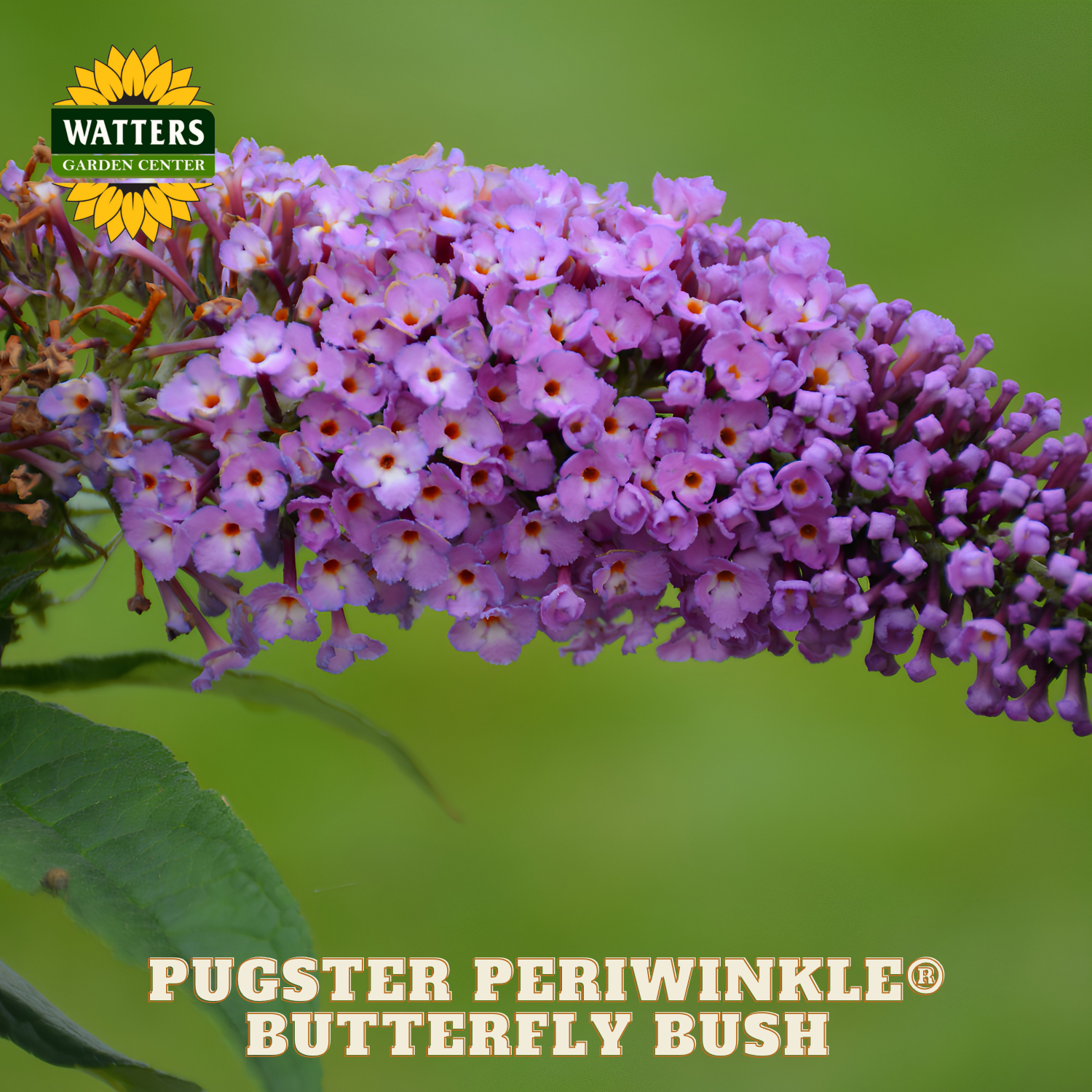 Purple butterfly bush with green leaves and Watters Garden Center branding.