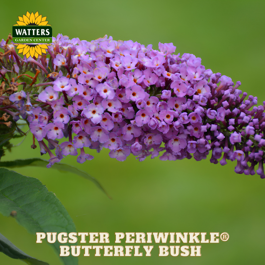 Purple butterfly bush with green leaves and Watters Garden Center branding.