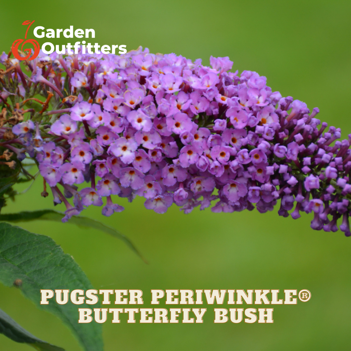 Purple butterfly bush flowers in full bloom with green leaves against a soft green background, featuring the Garden Outfitters logo and 'PUGSTER PERIWINKLE BUTTERFLY BUSH' text.