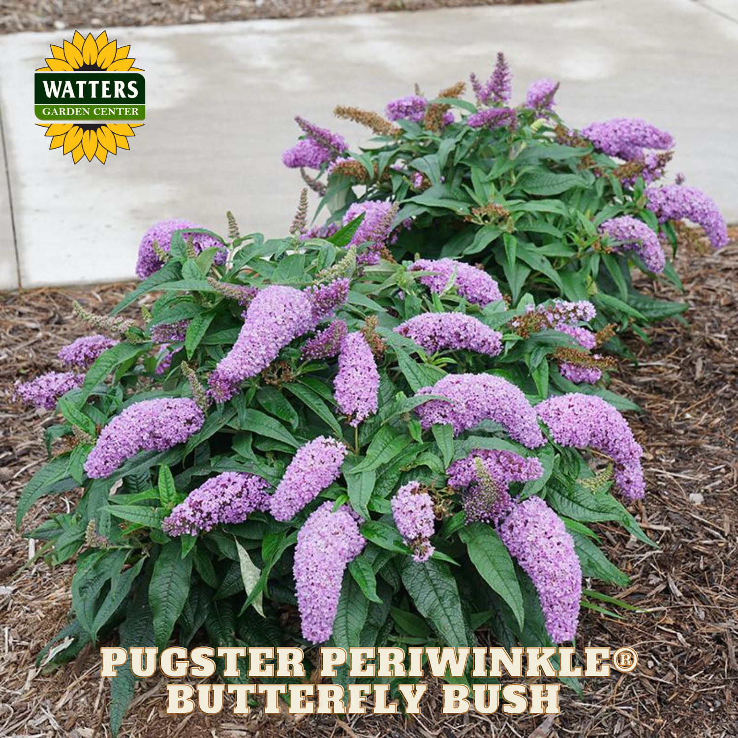 Pugster Periwinkle Butterfly Bush with Watters Garden Center logo