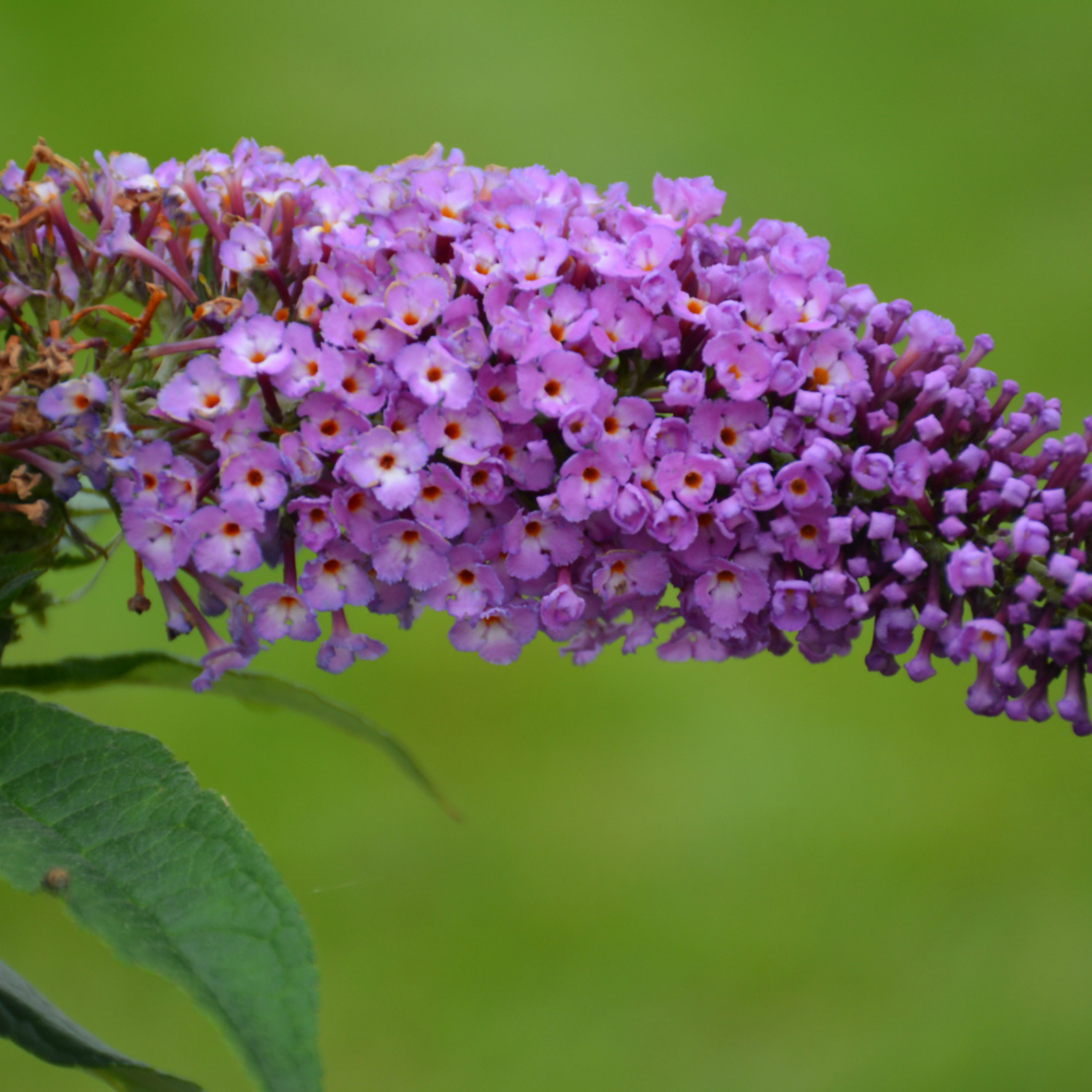 A close-up of a purple butterfly bush flower cluster with small blossoms and green leaves against a soft green blurred background.
