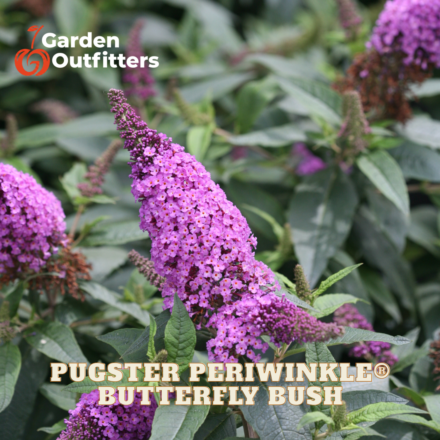Purple butterfly bush flowers with green leaves, featuring the Garden Outfitters logo and 'PUGSTER PERIWINKLE BUTTERFLY BUSH' text overlays.