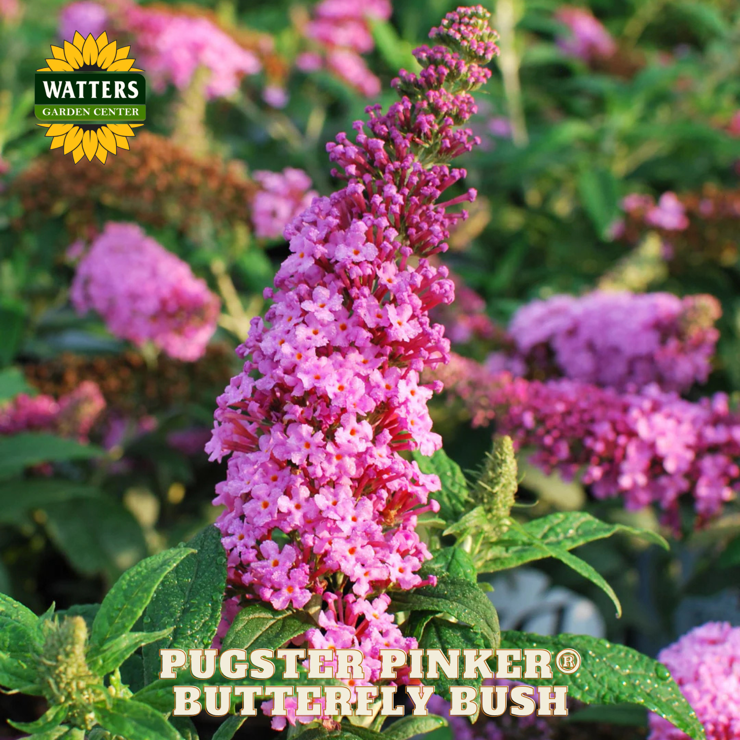 Pink butterfly bush with green leaves and Watters Garden Center branding.