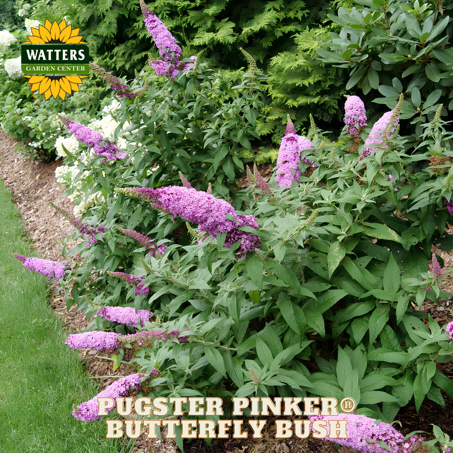 Purple butterfly bush with green foliage in a garden setting, featuring Watters Garden Center branding.