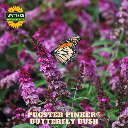 Butterfly on a Pugster Pinker Butterfly Bush with Watters Garden Center logo.