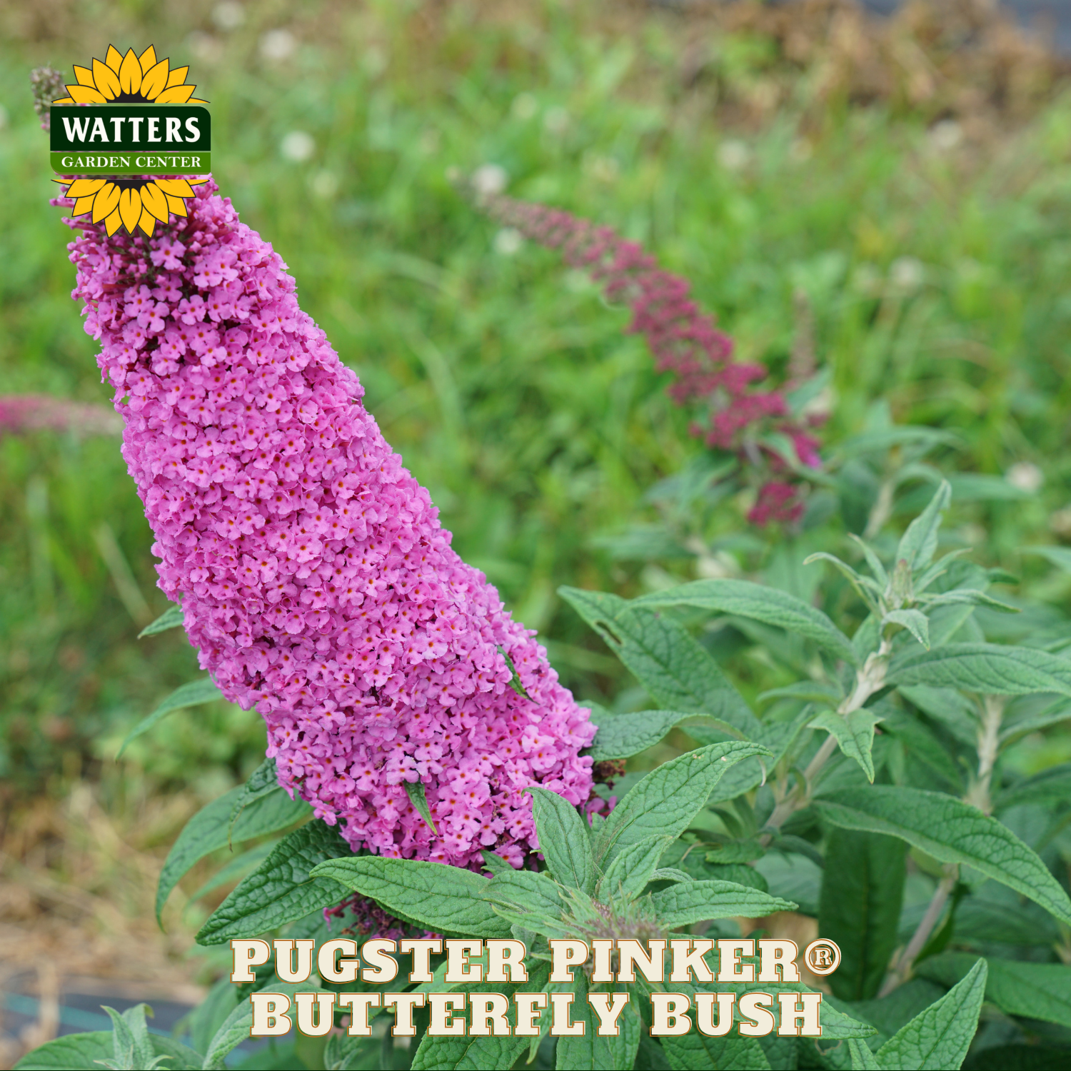 Purple butterfly bush with green leaves and Watters Garden Center logo.