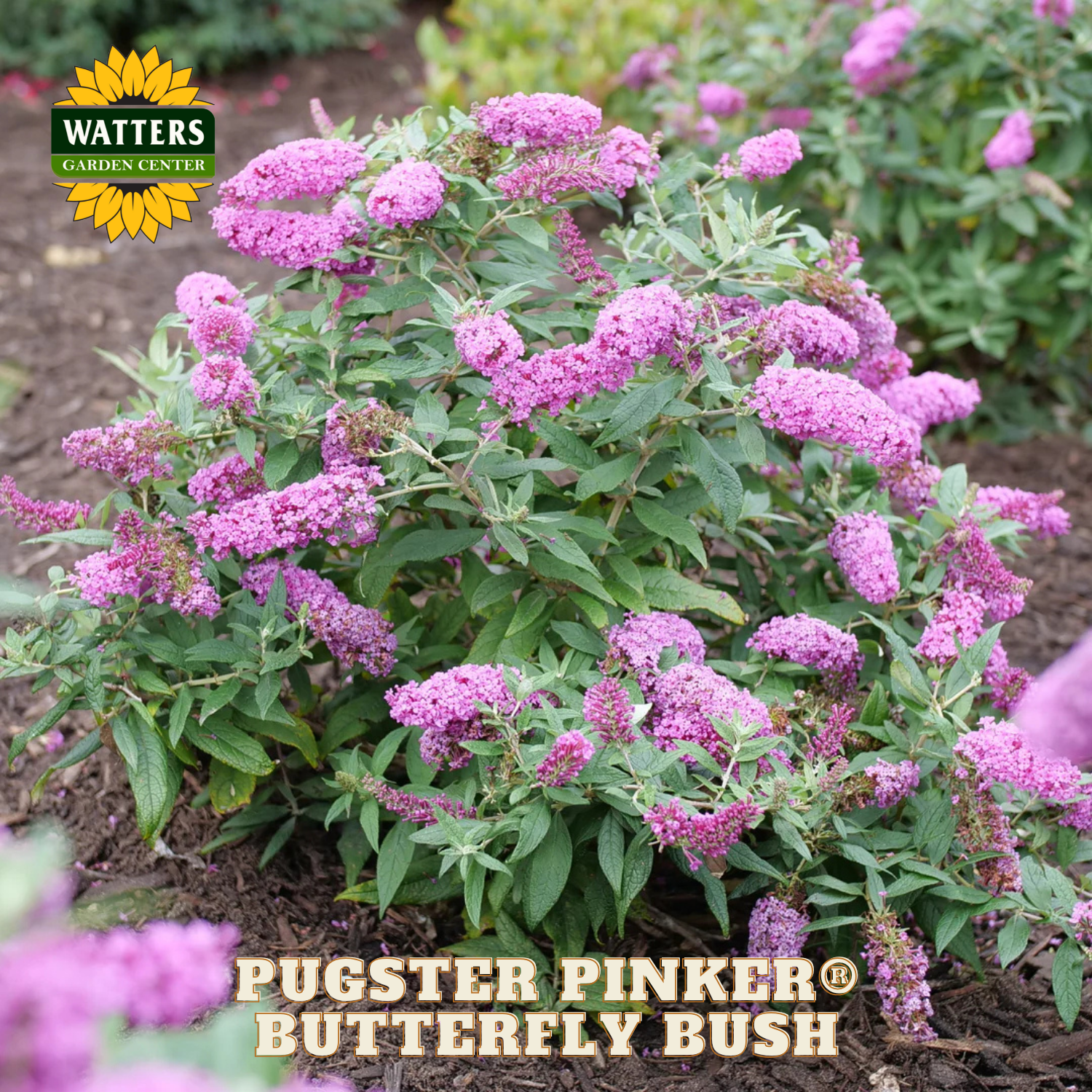 Purple butterfly bush with green leaves, branded 'Watters Garden Center'.