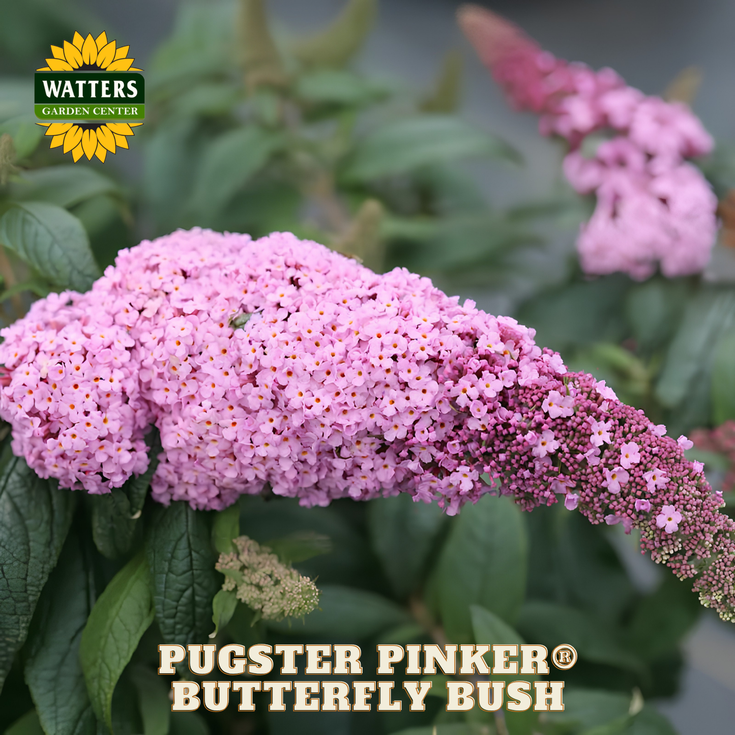 Pink butterfly bush with green leaves and Watters Garden Center logo.