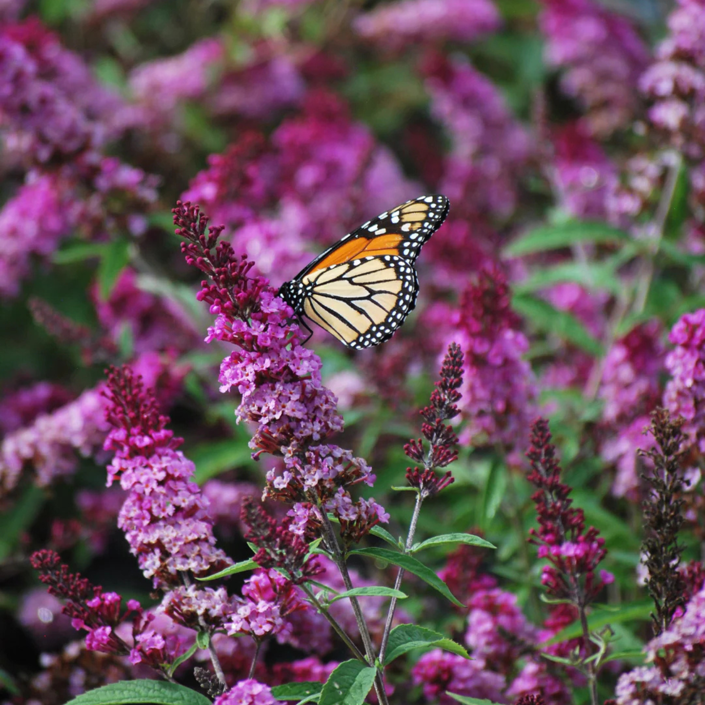 Butterfly on a pink flower with a blurred background