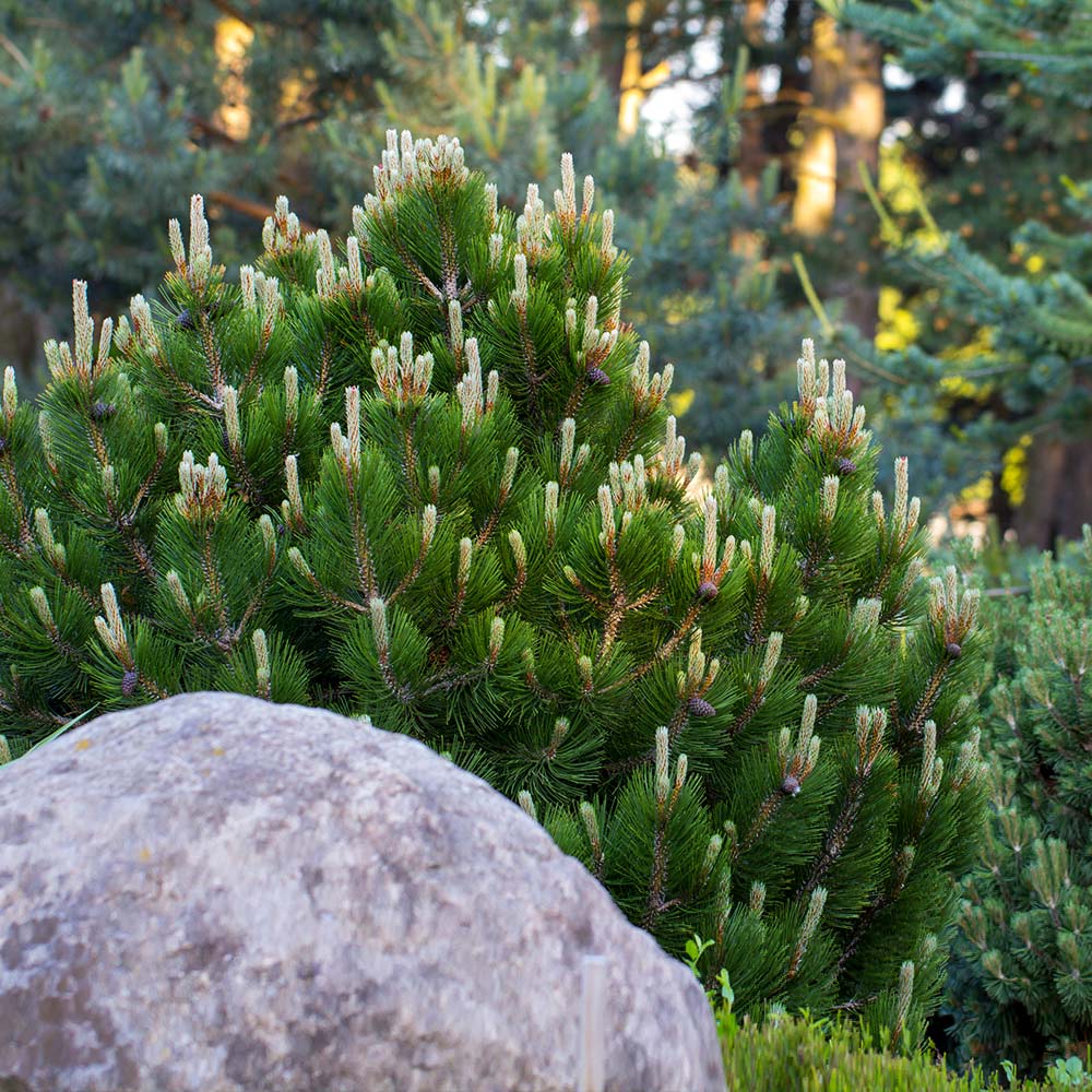 MUGO PINE 2gal